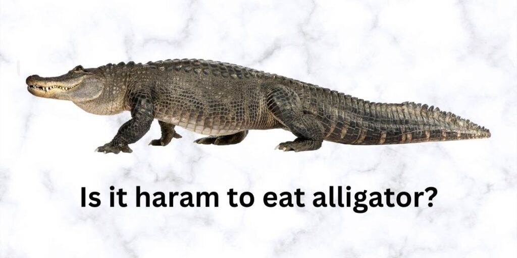 Is it haram to eat alligator?