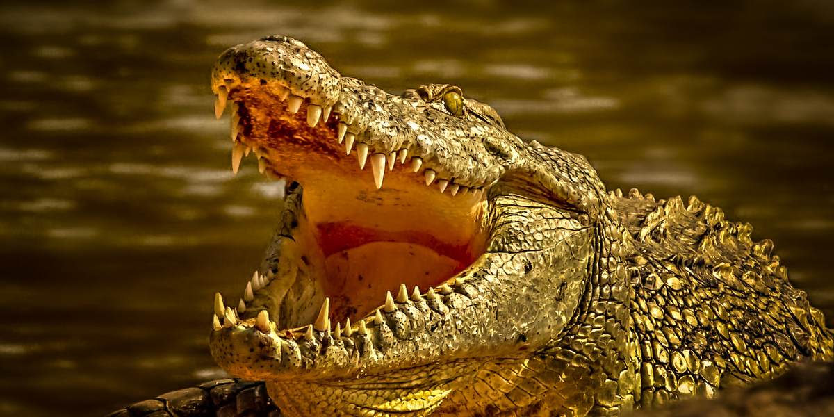 Is it haram to eat alligator?